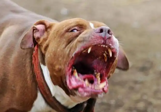 世界上最大的狗有多重多高 巨型犬体型排名第一名图片-走红网