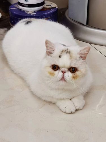 成都本地cfa血统猫舍 纯种加菲猫 家养宠物猫