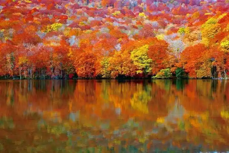 秋天红叶美景图