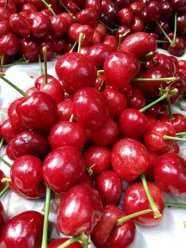 临朐自家种的无公害樱桃～批发零售～有图有真相