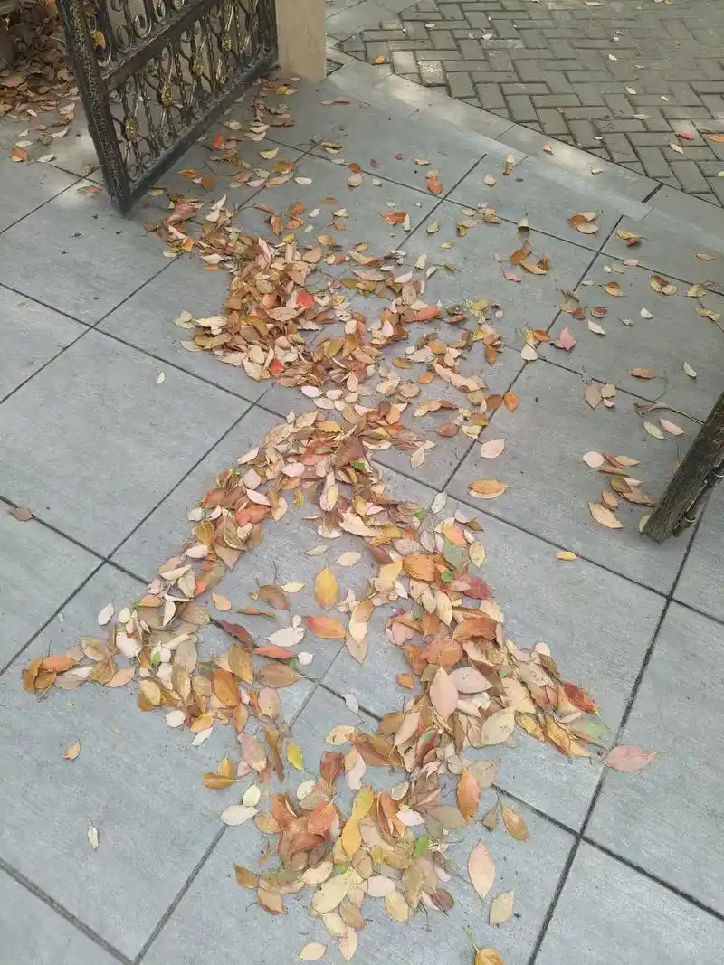 这院子里的落叶94不晓得的以为秋天来了[偷笑]这段期间体重一 - 抖