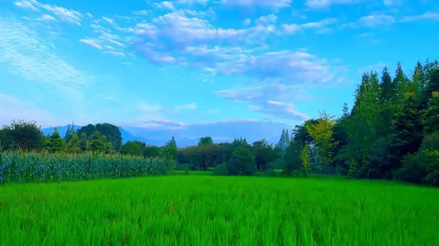 雪山,稻田,蓝天,彩云