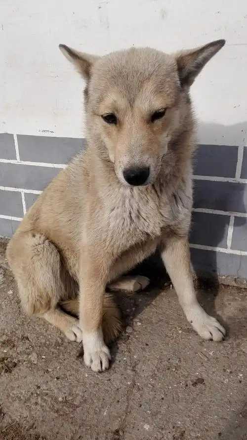 我家的狗狗叫板凳,我就给流浪小黄起名字叫凳板,凳板是一只会"碰瓷"的