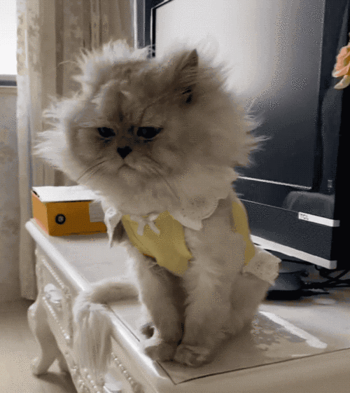 这,大概是全网最潦草的一只猫了