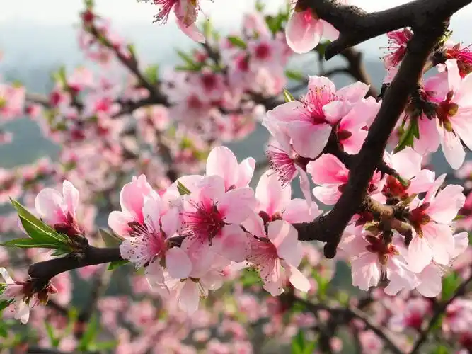 桃花-梅湾_风景_poco摄影,梅湾,桃花