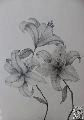 黑板报画百合花粉笔黑板报素描视频