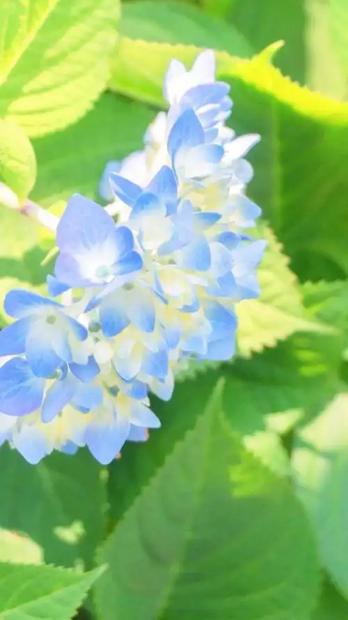 壁纸分享,我最喜欢的绣球花