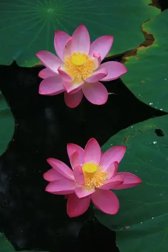 七月的沈阳,荷花依旧,"水中仙子并红腮, 一点芳心两处开."