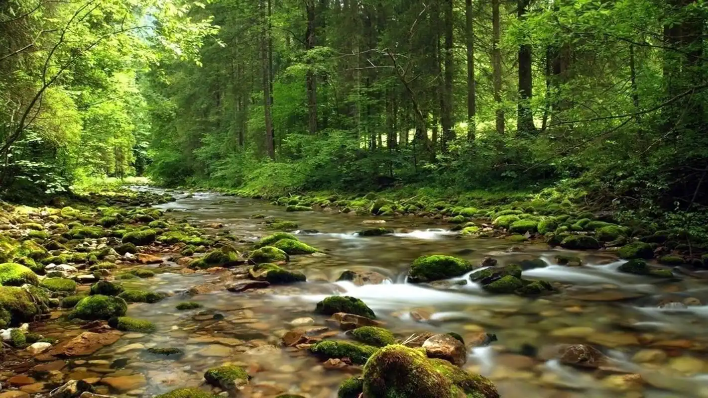 养眼护眼自然森林风景桌面壁纸,绿色养眼的自然美景,阳光照射在静谧的