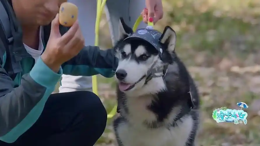 神犬小七2_山神剧照 电视猫