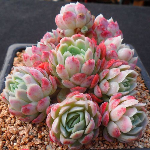 冰梅多肉植物如何养护,繁殖方法以及注意事项小编来支招