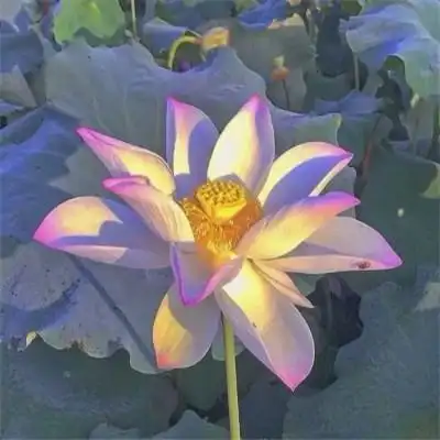 超火的荷花头像图片