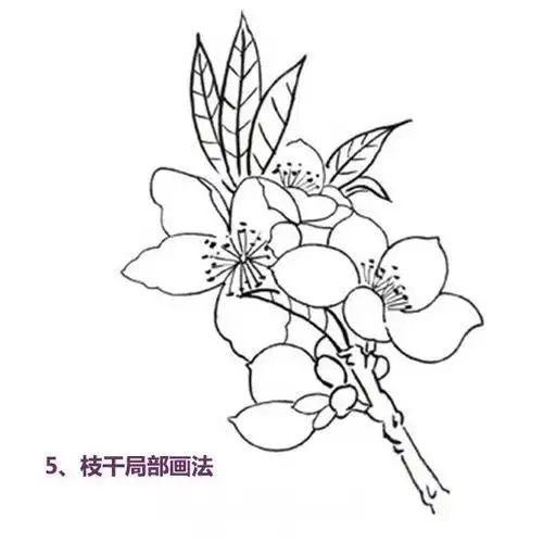 简笔画儿童杏花