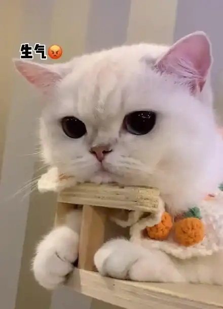 小猫咪也会嘟嘴生气 受了多大委屈似的