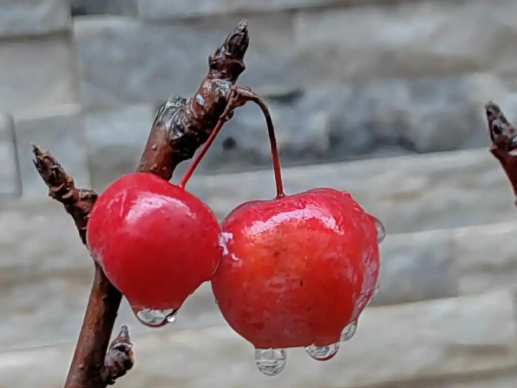 冬红果海棠.终于到了,为了种它,我顺便把花圃给整了,凉风顺便 - 抖音
