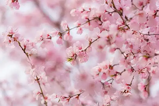 河南郑州商城遗址公园春天盛开的粉色桃花