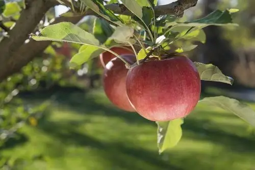 red, ripe apple fruits on a branch