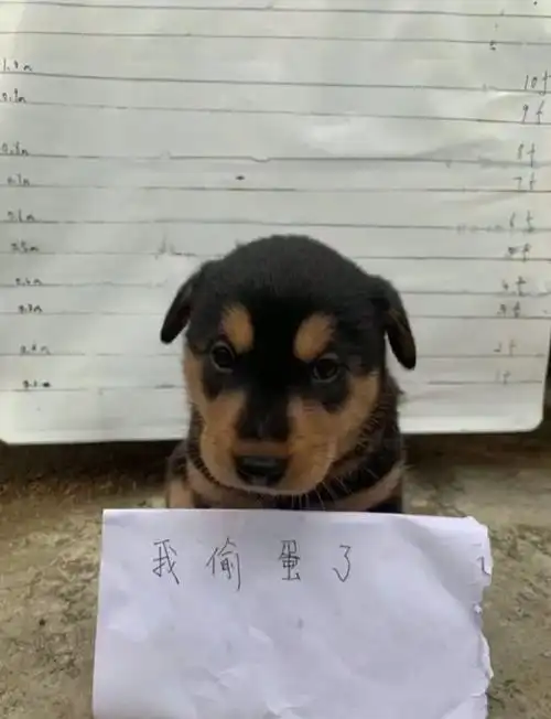 笑到肚子疼的沙雕搞笑幽默图片(一二八) - 知乎