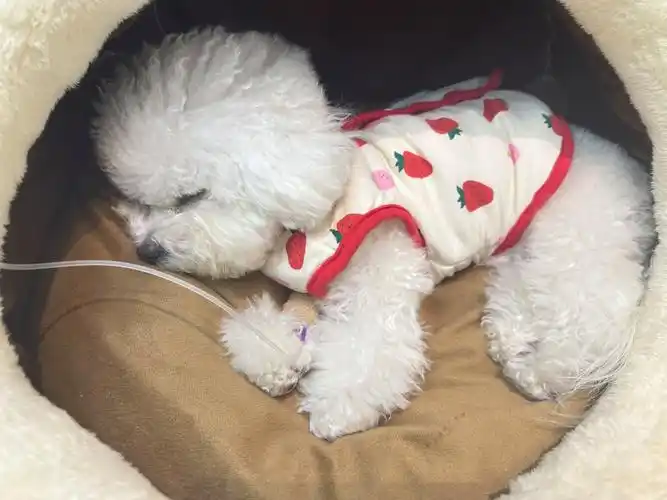 下,问题不大,急性肠胃炎,输点液带回家观察#小体韩系比熊  #狗狗生病