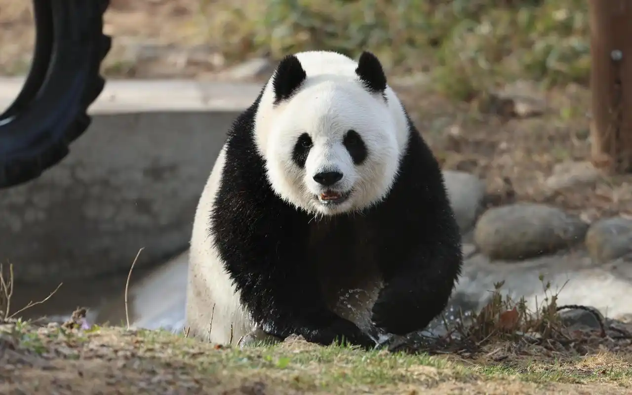 【大熊猫萌萌】进入发情期的萌萌.2023.3.16.摄于北京动物园