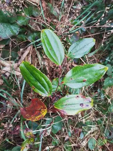 嘉会本草治风湿的铁菱角