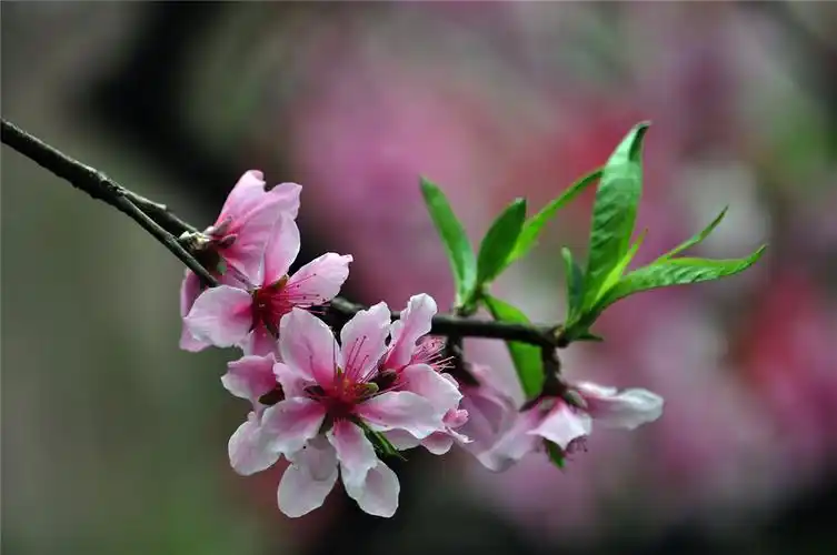 桃花查看大图曝光:1/200 sec光圈:f5.