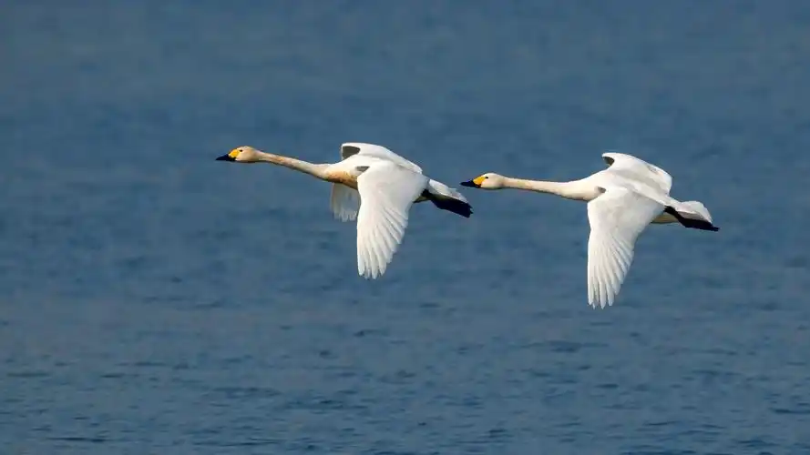 飞版白天鹅一南海子公园