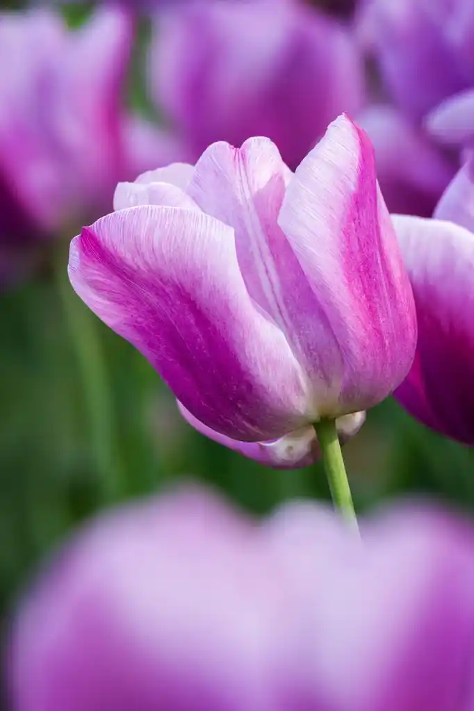 紫色郁金香,美丽的紫色郁金香行