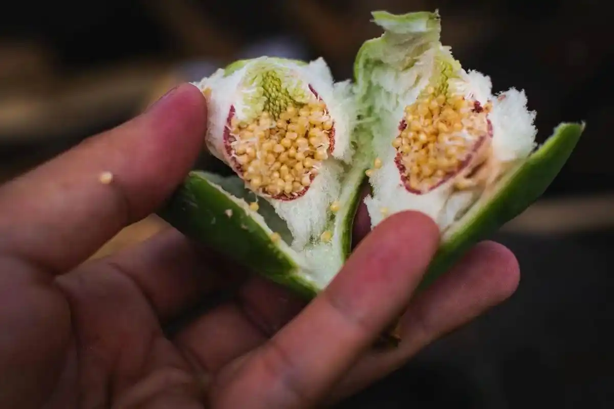 霹雳果又叫凉粉果,你吃过吗? 霹雳果的食用功效: 1.补肾固精 薜荔果中