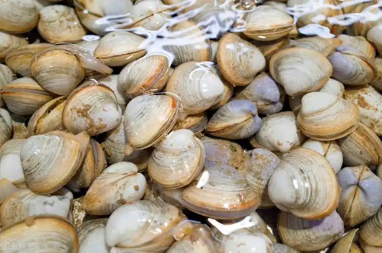 在人工控制下的贝类繁殖生长生产过程