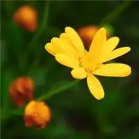 2020好运来头像花图片大全_微信头像图片大全