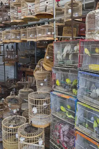 十里河花鸟市场|优图佳视