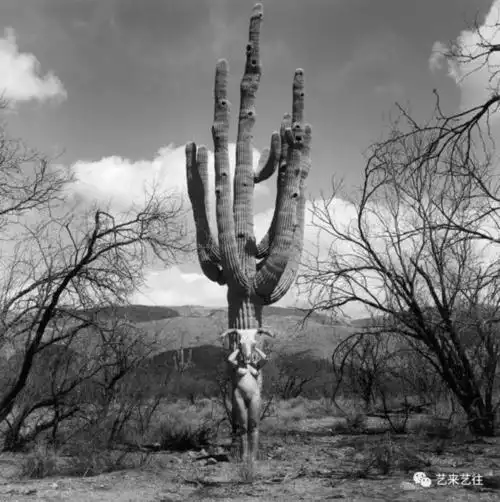 行为艺术之母——玛丽娜·阿布拉莫维奇