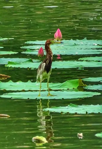 荷塘里,湖水中,荷花朵朵惹人爱