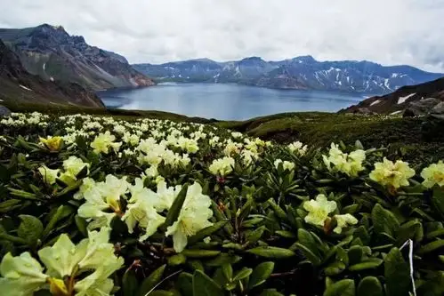 长白山～杜鹃花