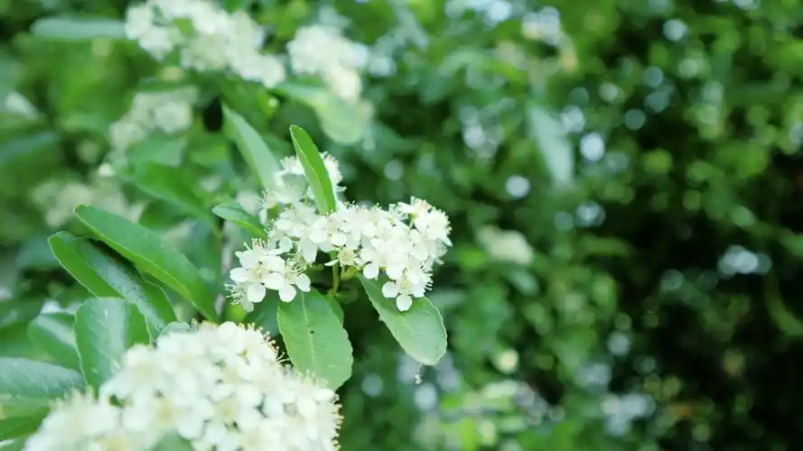清爽春日风光摄影高清桌面壁纸