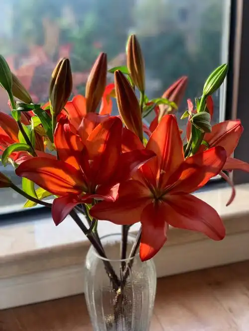 红宝石百合亚百合