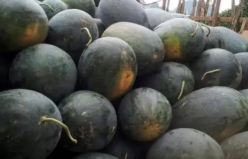 黑美人西瓜产地是哪里