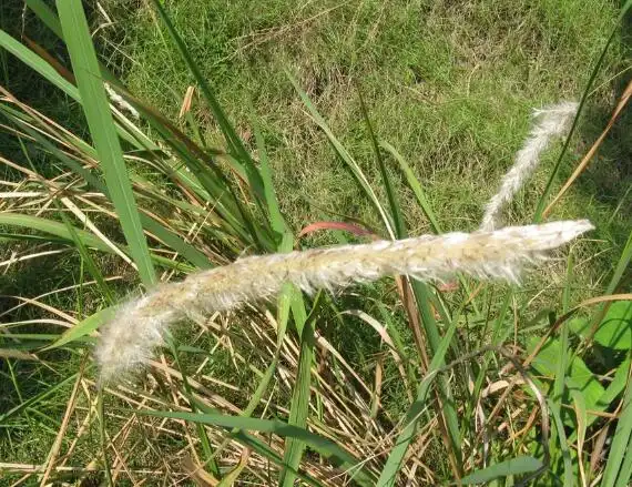 白茅根的功效和作用