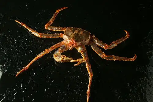 美食摄影丨一组生猛海鲜