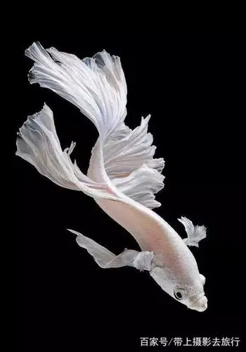 金鱼摄影图 - 堆糖,美图壁纸兴趣社区