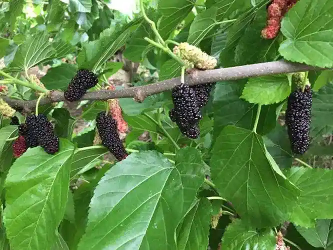 也可加我们的微信号15957320909问苗子怎么卖答亲,很高兴为您服务