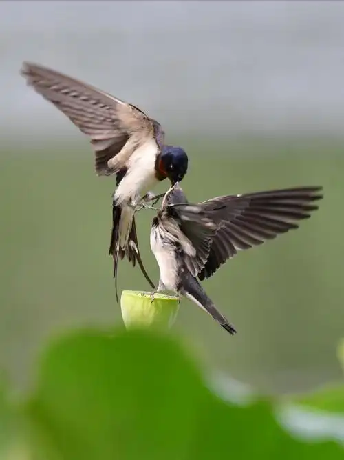 其它 家燕喂食 写美篇  燕子是人们非常熟悉又喜爱的候鸟,它有雨燕,家
