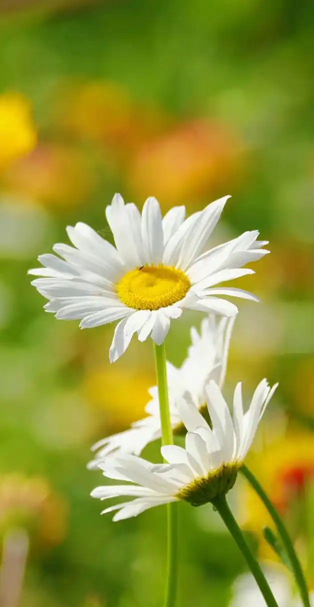 初夏大滨菊,淡雅清新.