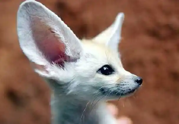 世界上最萌的9种动物熊猫企鹅考拉全上榜3