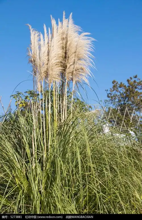 蓝天秋季毛毛草
