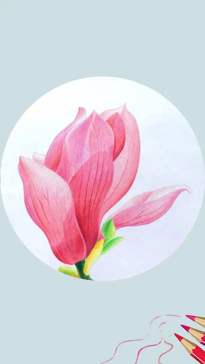 彩铅玉兰花.从普通素描纸换回卡纸,手感好多了.#图文 #彩铅 - 抖音