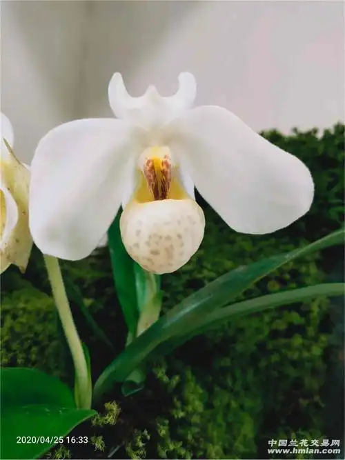 高平堂范氏写到: 除了没香,这货没缺点 白花兜兰有点淡淡的味道