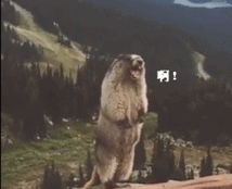 土拨鼠想挑衅猫咪,被猫咪打懵,网友:啊!