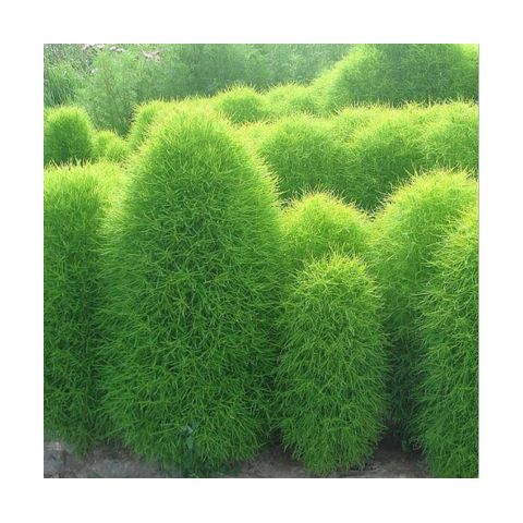 红叶地肤种子绿叶地肤草种子地麦铁扫帚苗菜种子园林景观花海种子